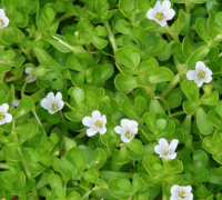 Brahmi (Bacopa Monnieri)